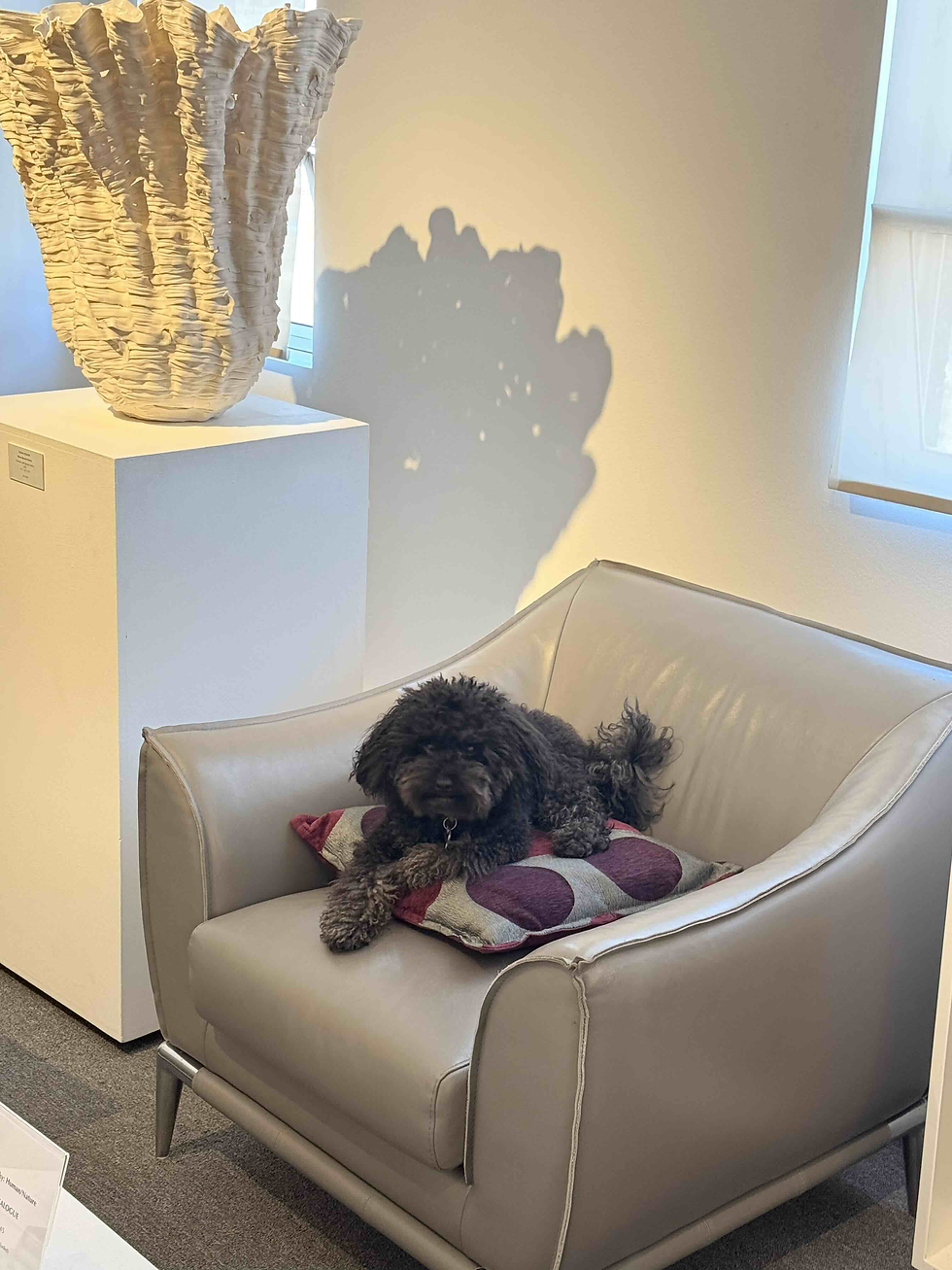 Small black curly dog rests on a gray lounge chair in a gallery, beside a large textured sculpture on a pedestal.