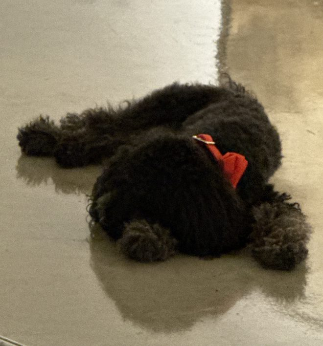Black curly dog lying on a polished floor indoors, wearing a red bow, resting quietly.