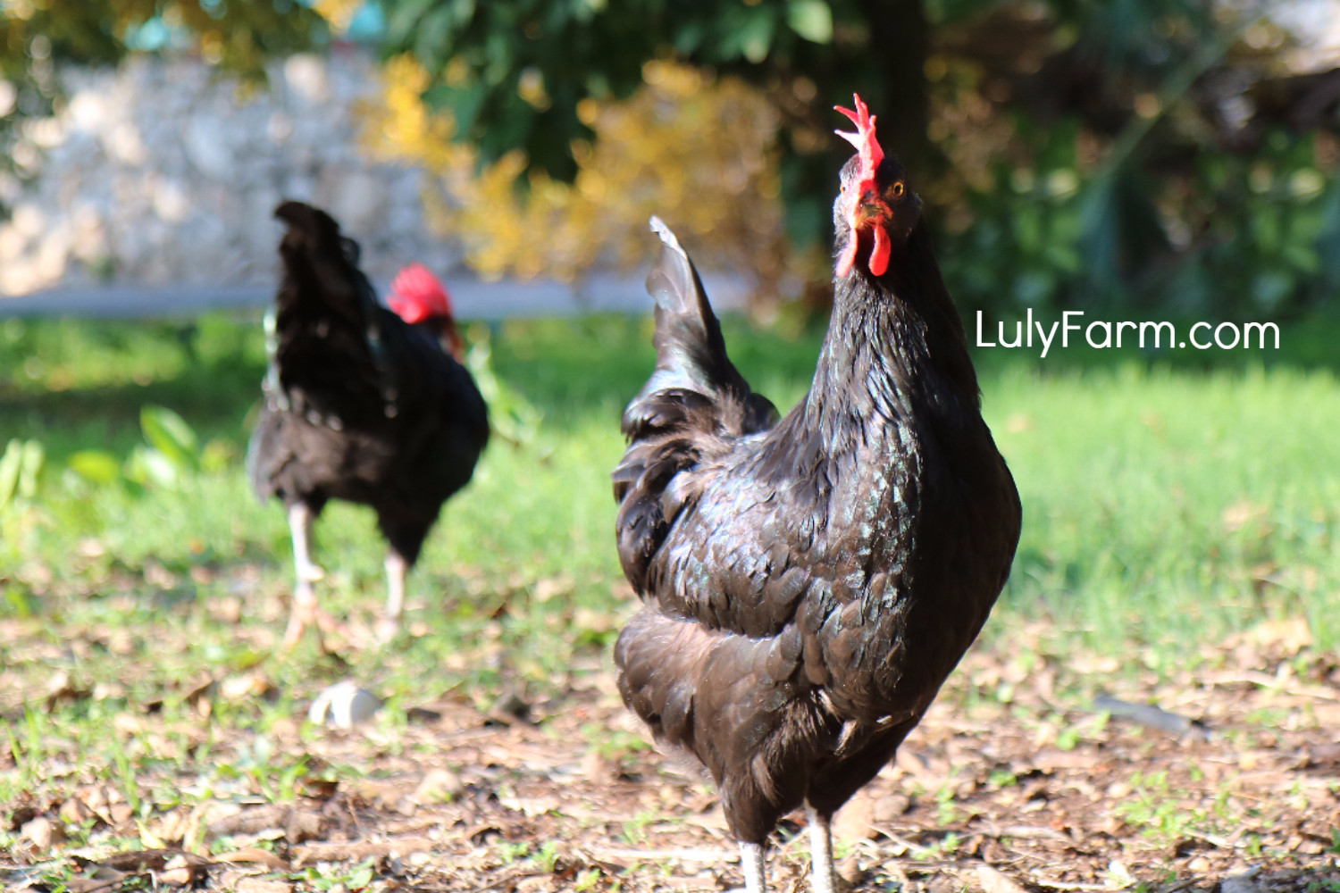 אפרוחי פנדסנקה