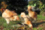 Araucana