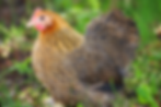 פקין , Pekin , תרנגולות פקין
