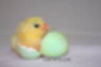 Araucana