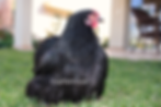פקין , Pekin , תרנגולות פקין