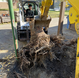 Calgary stump removal