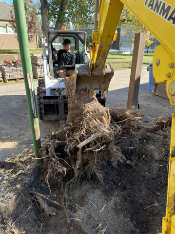 Calgary stump removal