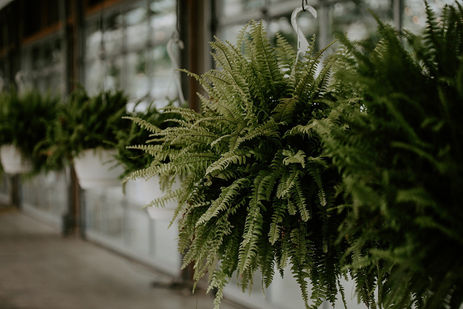 plants.jpeg