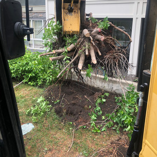 Calgary stump removal