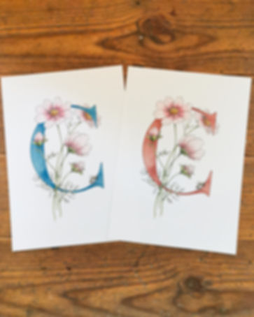 C is for Cosmos Print