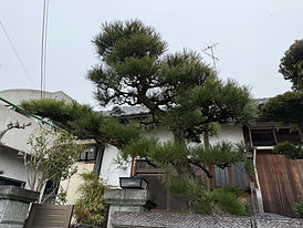 剪定作業before