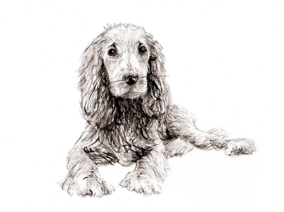 Cocker - 21 x 29 cm - aquarelle sur papier