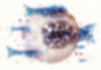 Hémato Poissons Bleus - A4 - encre & aquarelle sur papier