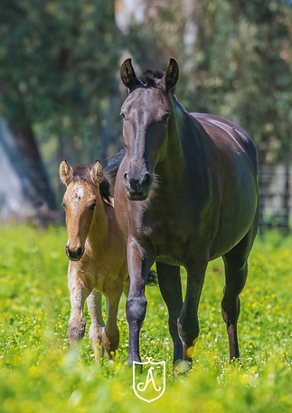 Coudelaria Maria João Tavares da Silva (5).png
