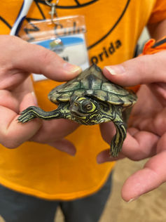 A tiny turtle to hold.