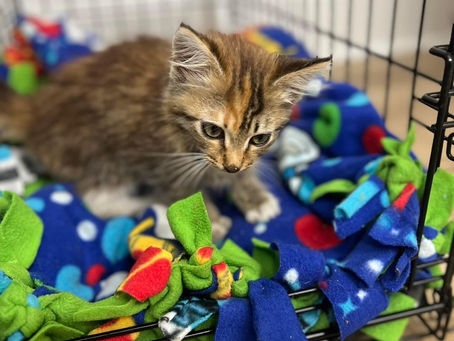 Shelter Update