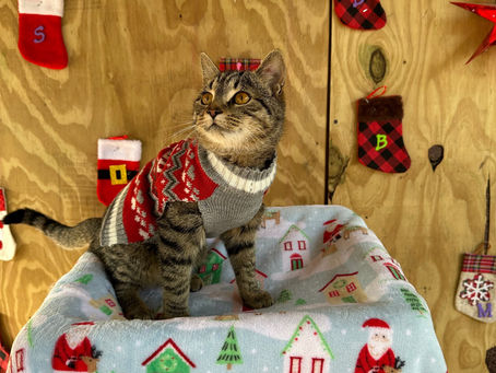 Merry Christmas