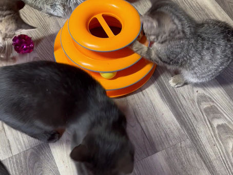 Shelter Playtime!