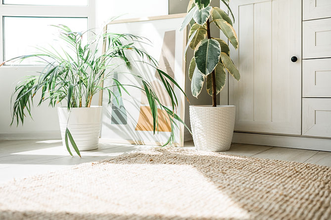 interior-of-cozy-home-with-fresh-green-ficus-and-c-2026-01-05-05-05-15-utc.jpg