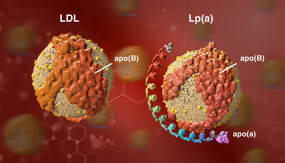 Structure of Lipoprotein(a) (Source: Amgen)