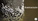Barnacles