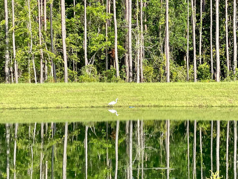 The Largest Duck on the Pond