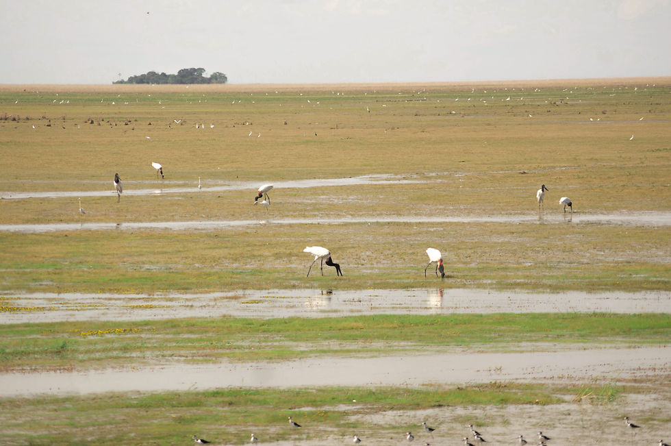 Garcero en los llanos bajos