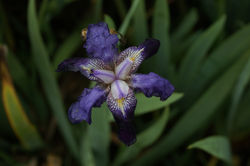 Flor en el Parque Nacional Dinira, Estad