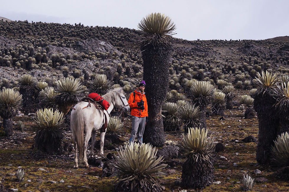 Cabalgando Páramo de Pan de Ázucar