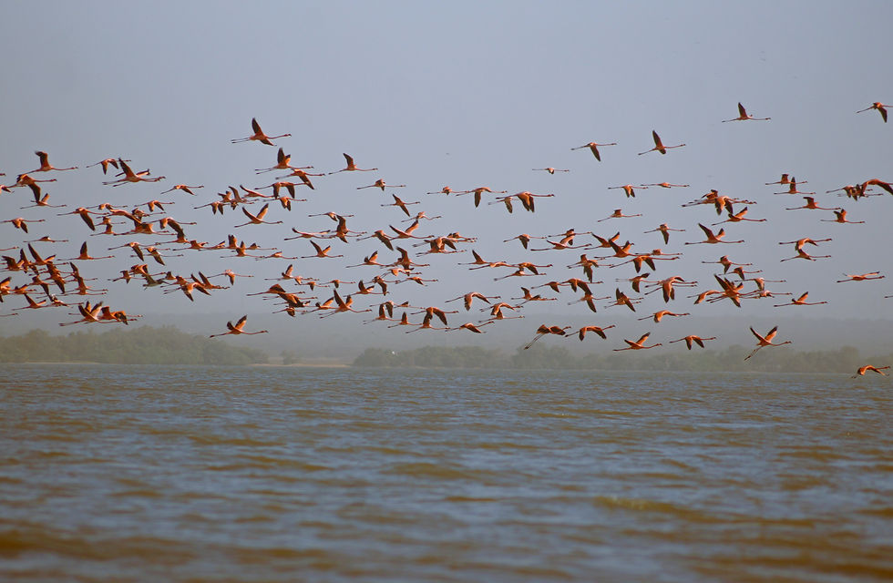 Flamencos en Ancon de Iturre