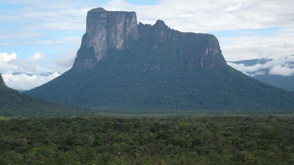 Autana "árbol de la vida"