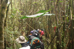 Bosque Tropical
