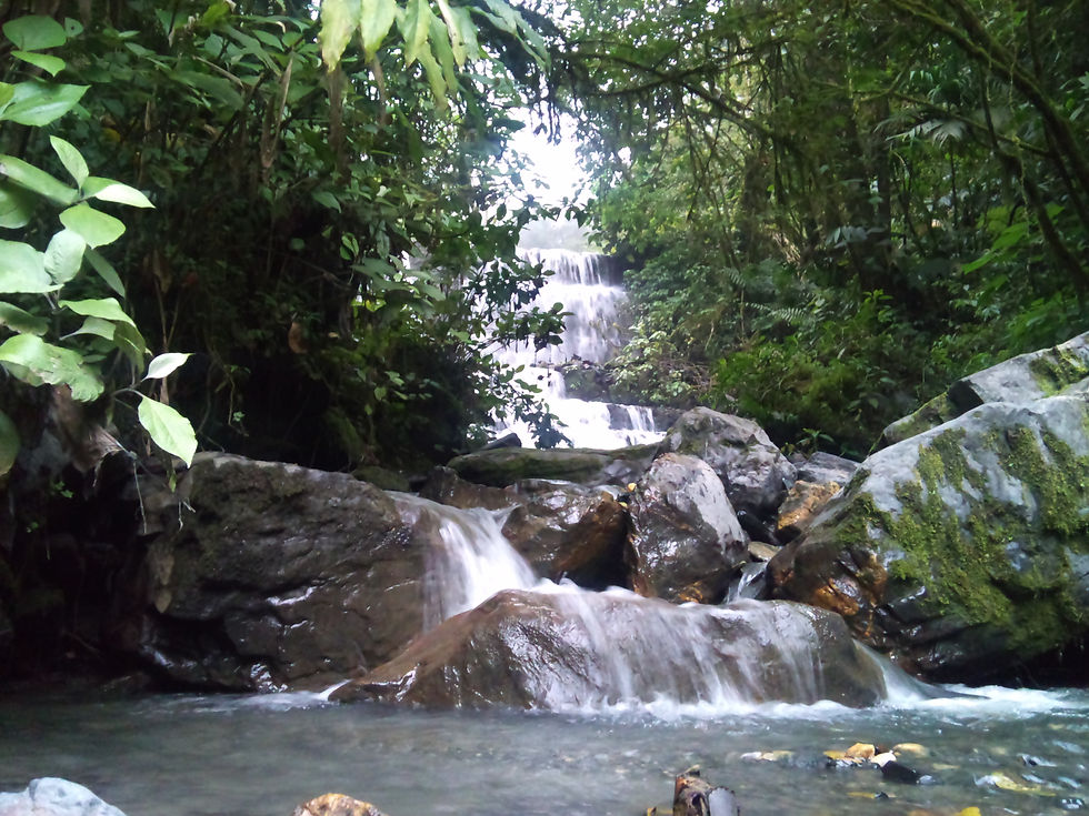 Cascadas en bosque trofofilo caducifolio