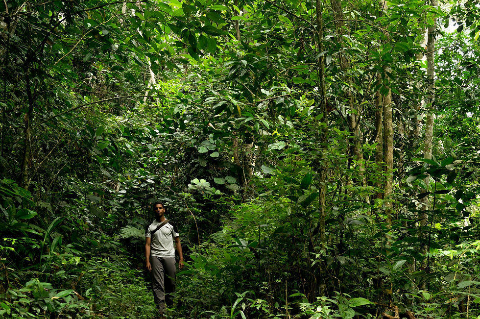 Bosque Tropical Lluvioso, La Cumaca