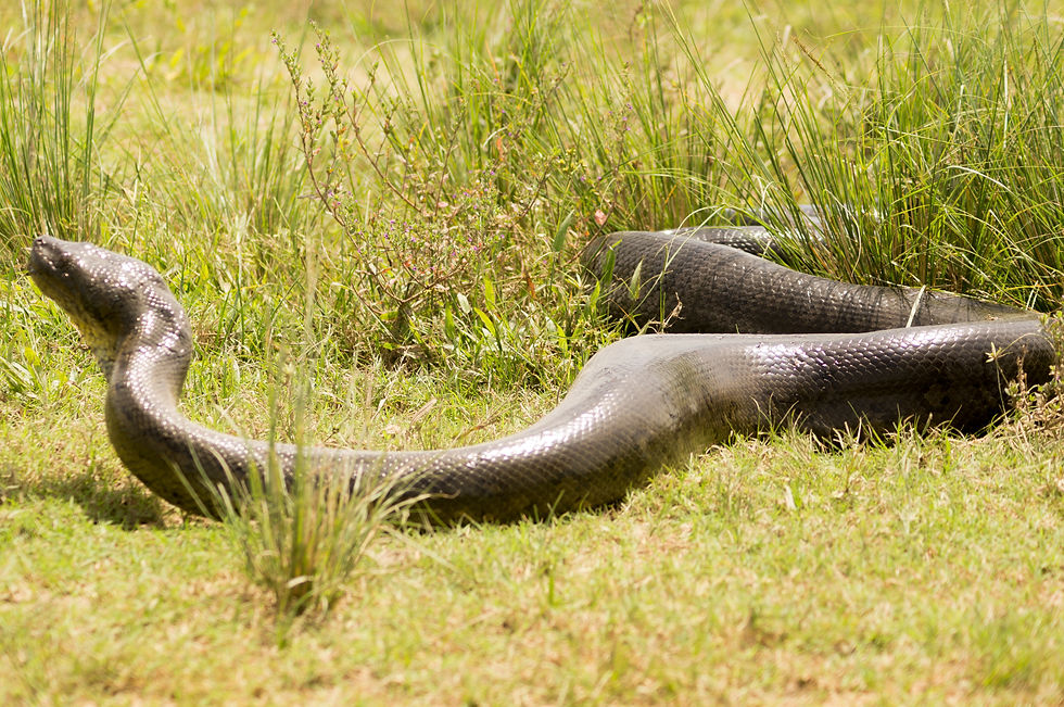 Anaconda en los llanos bajos