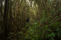 Bosque de Transición