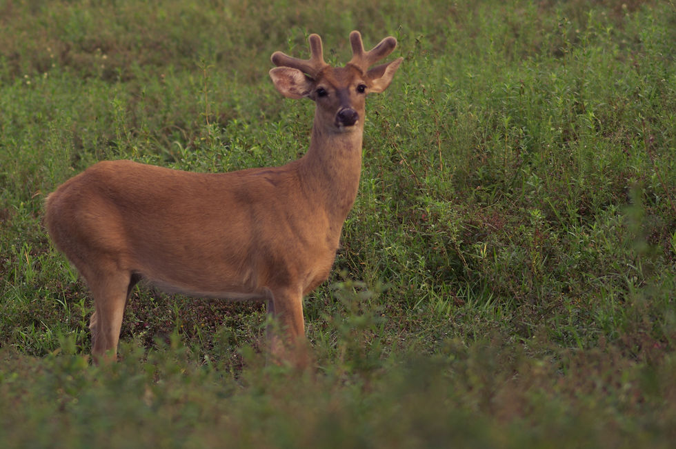 Venado en El Cedral