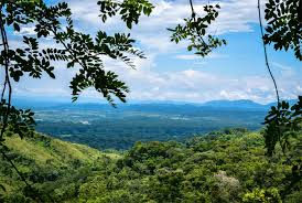 Bosque deciduo