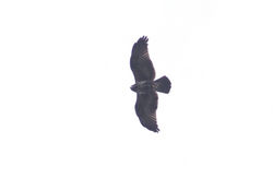 Águila