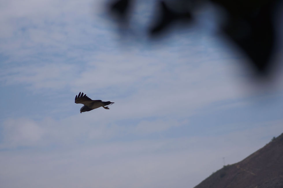 Aguila Real, en Aldea Mosnandá