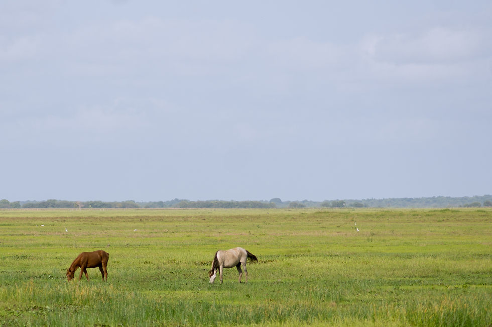 Caballos en los llanos bajos