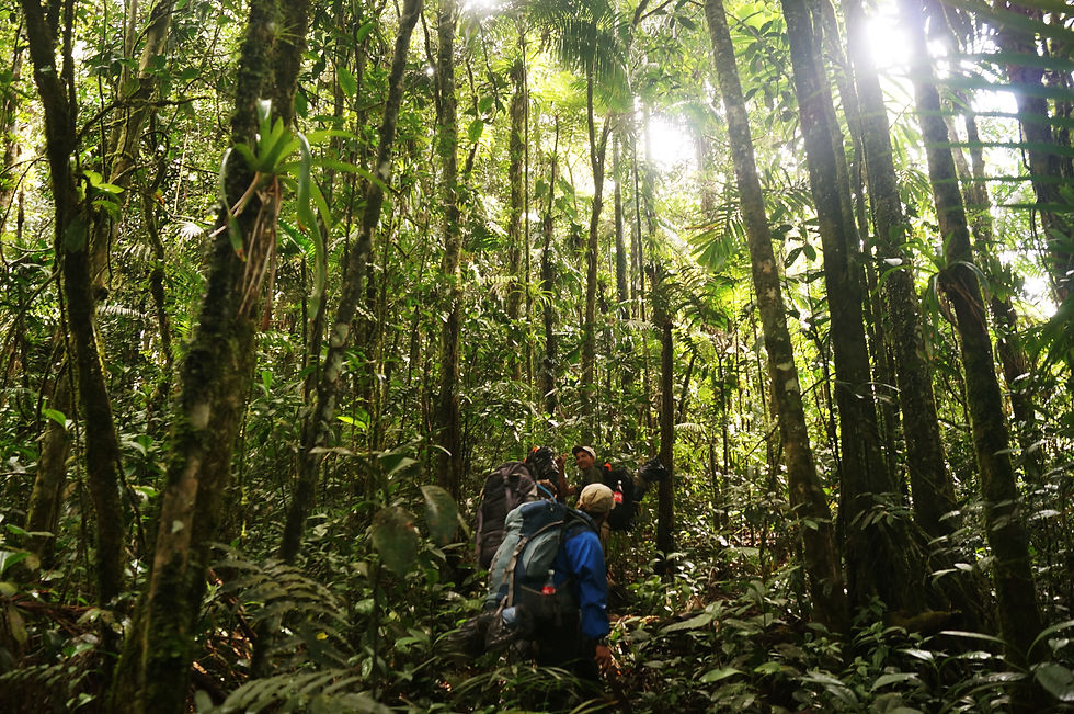 Bosque de Palma, Guatopo
