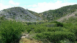 Formación de matorrales tÃpicos
