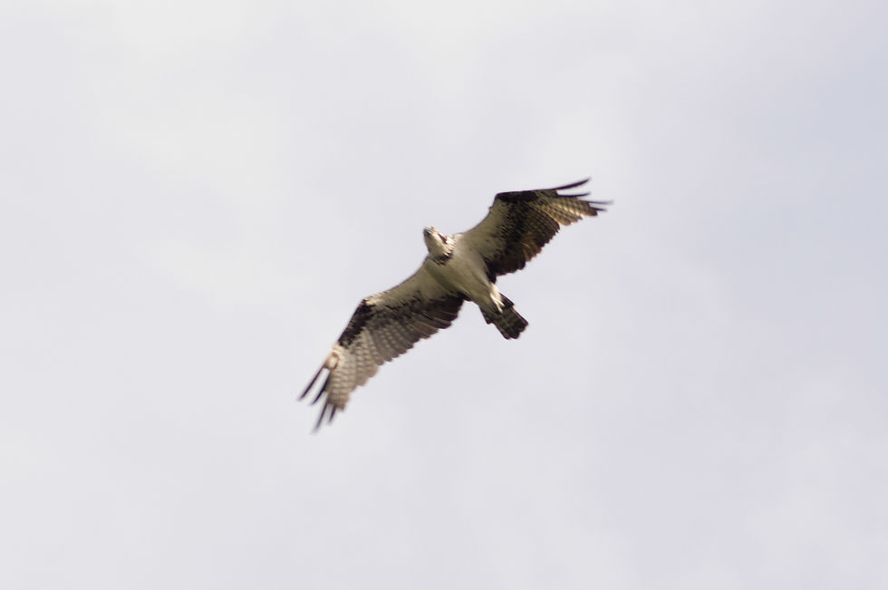 Águila Pescadora