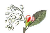 Medicinal Plants
