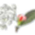 Illustrated Rose Bud