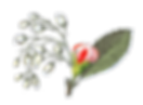 Illustrated Rose Bud