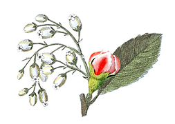 Illustrated Rose Bud