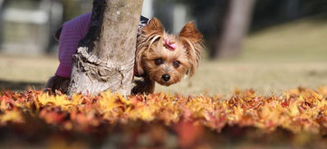 木から顔を覗かせるワンコ