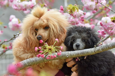 桜の木と2匹の兄弟犬