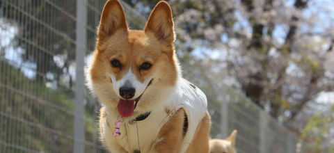 並んで歩くコーギー