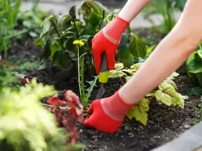 5 Ways To Control Weeds In Your Flower & Garden Beds
